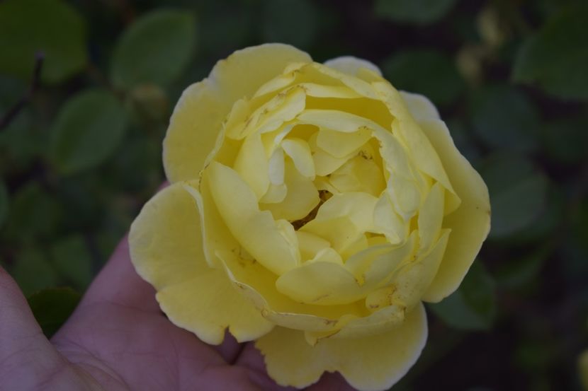 _DSC1481 - TRANDAFIRI PRIMAVARA 2019