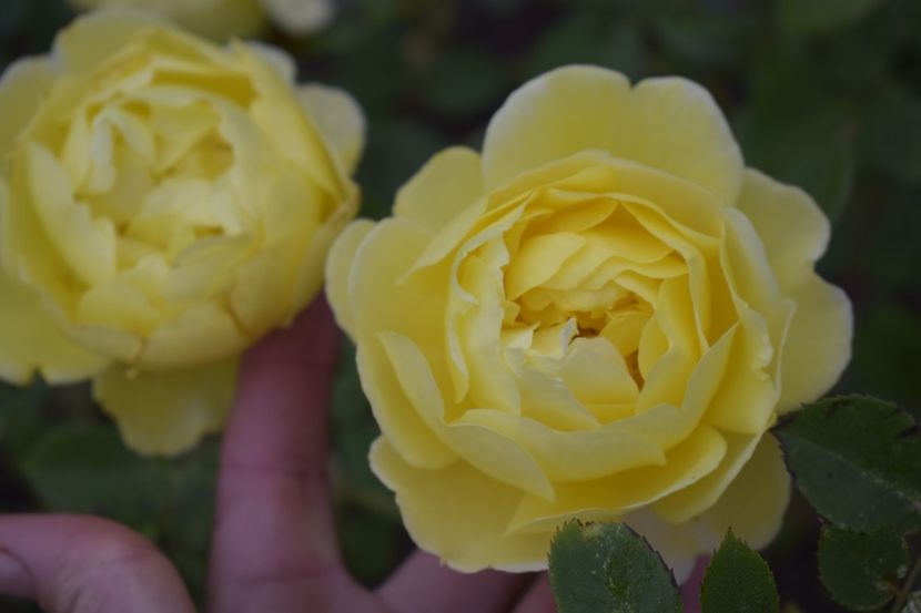 _DSC1482 - TRANDAFIRI PRIMAVARA 2019