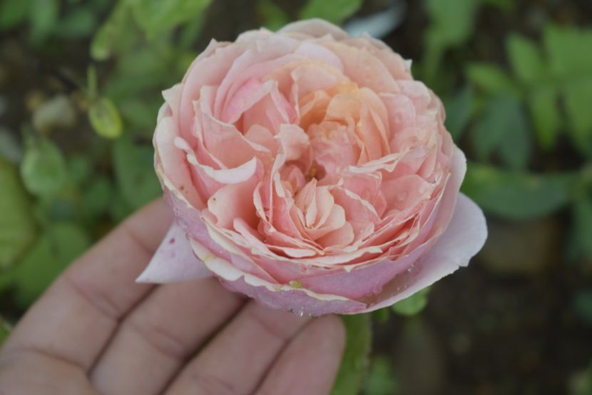 _DSC1484 - TRANDAFIRI PRIMAVARA 2019