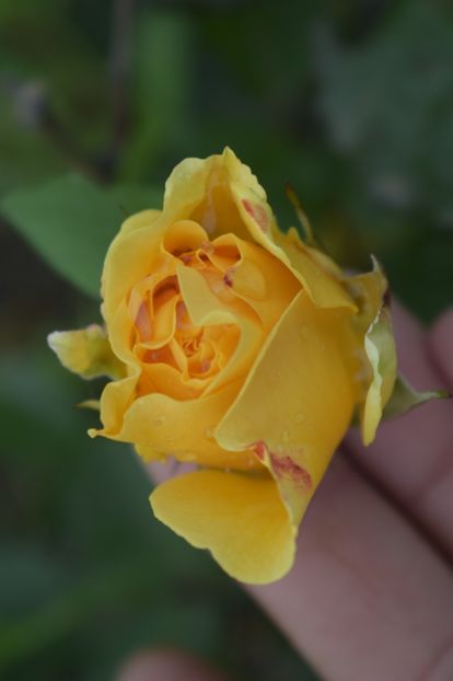 _DSC1485 - TRANDAFIRI PRIMAVARA 2019