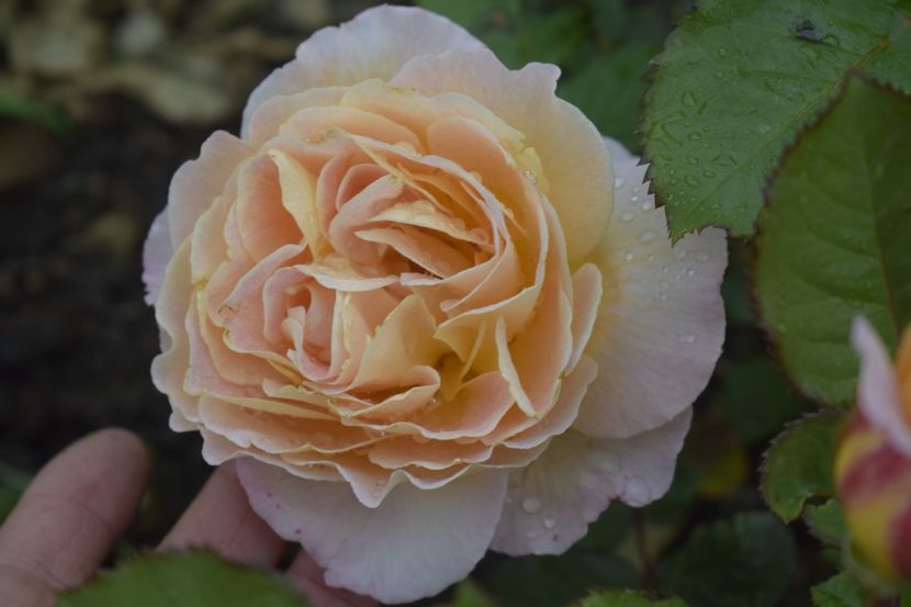 _DSC1486 - TRANDAFIRI PRIMAVARA 2019