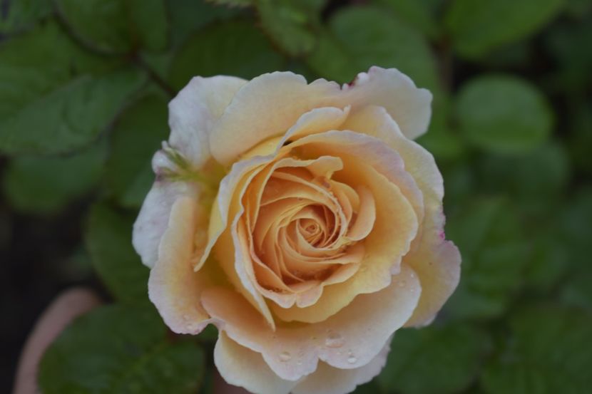 _DSC1487 - TRANDAFIRI PRIMAVARA 2019