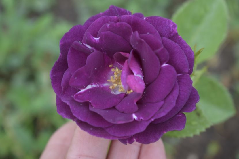 _DSC1488 - TRANDAFIRI PRIMAVARA 2019