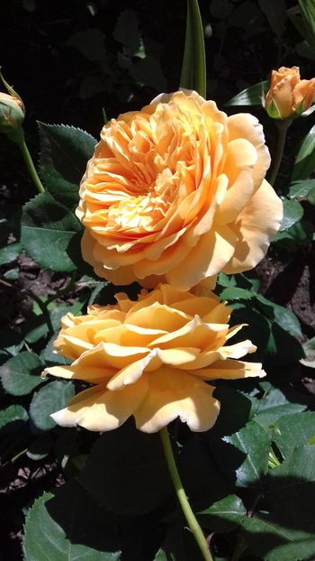  - Crown Princess Margareta