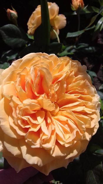  - Crown Princess Margareta