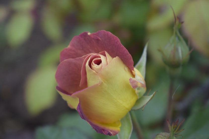 _DSC1490 - TRANDAFIRI PRIMAVARA 2019