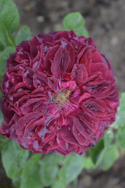 _DSC1492 - TRANDAFIRI PRIMAVARA 2019