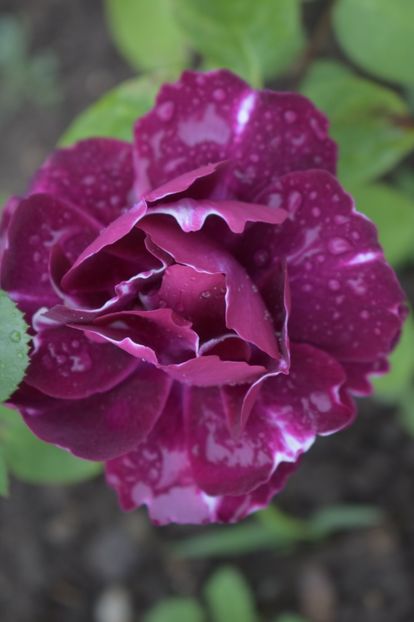 _DSC1493 - TRANDAFIRI PRIMAVARA 2019