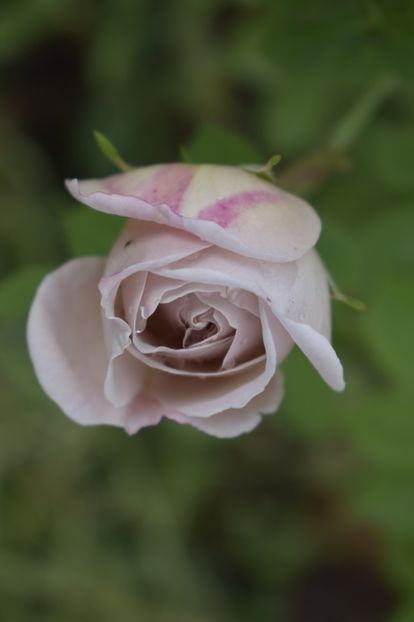 _DSC1534 - TRANDAFIRI PRIMAVARA 2019