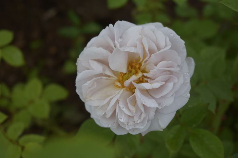 _DSC1552 - TRANDAFIRI PRIMAVARA 2019