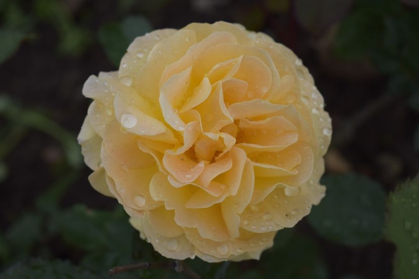 _DSC1593 - TRANDAFIRI PRIMAVARA 2019