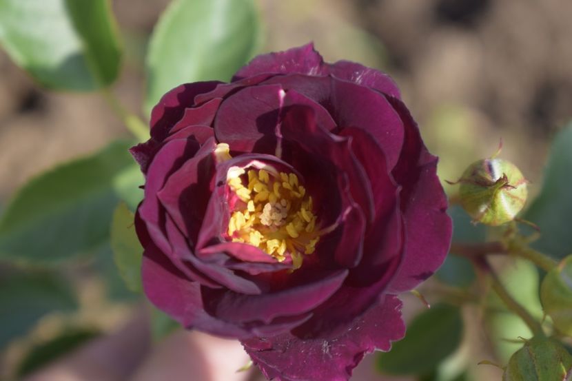 _DSC1642 - TRANDAFIRI PRIMAVARA 2019