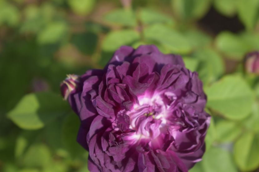 _DSC1649 - TRANDAFIRI PRIMAVARA 2019