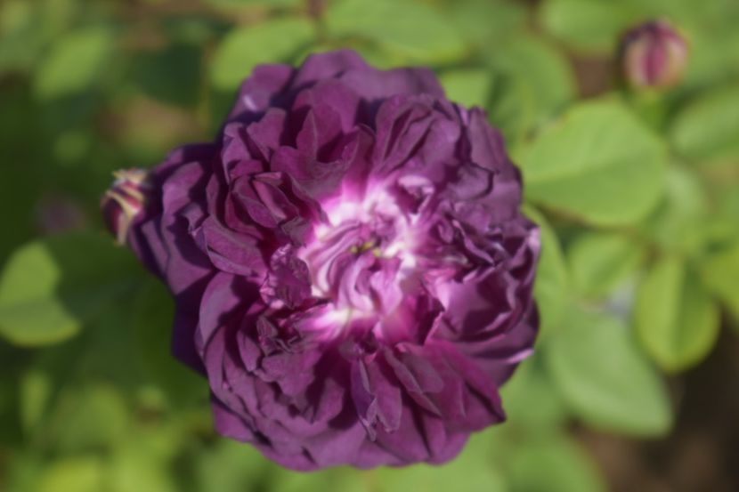 _DSC1650 - TRANDAFIRI PRIMAVARA 2019