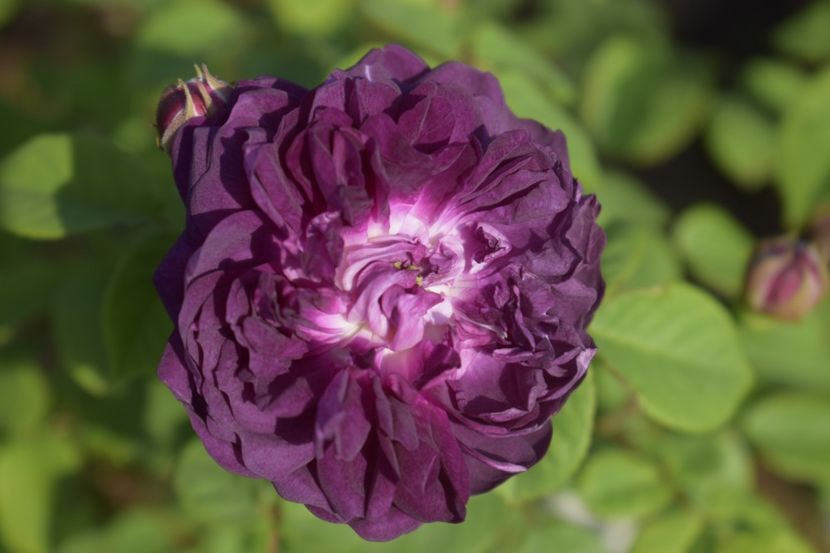 _DSC1651 - TRANDAFIRI PRIMAVARA 2019