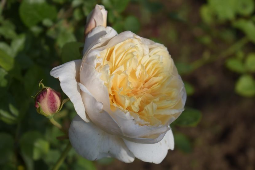 _DSC1652 - TRANDAFIRI PRIMAVARA 2019