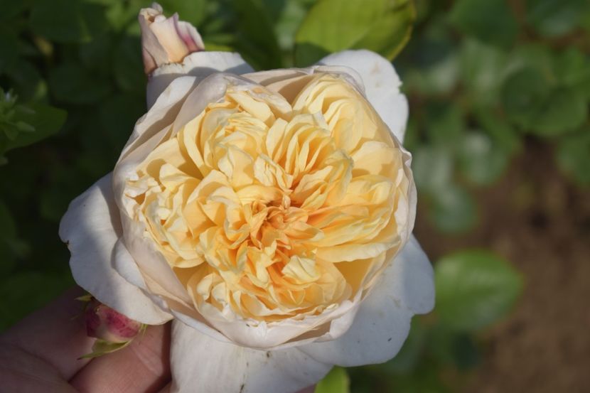 _DSC1653 - TRANDAFIRI PRIMAVARA 2019