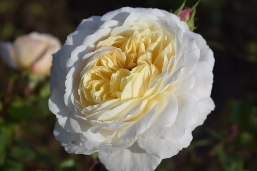 _DSC1654 - TRANDAFIRI PRIMAVARA 2019