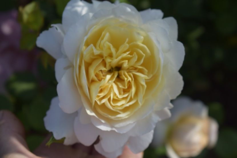 _DSC1656 - TRANDAFIRI PRIMAVARA 2019