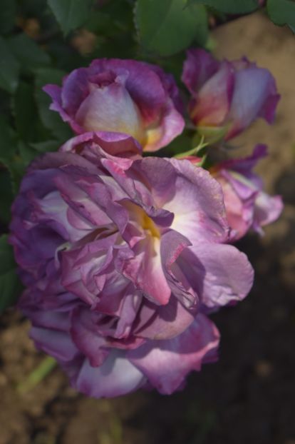 _DSC1657 - TRANDAFIRI PRIMAVARA 2019