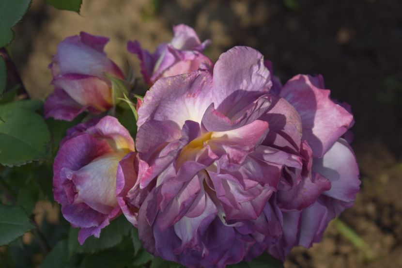 _DSC1658 - TRANDAFIRI PRIMAVARA 2019