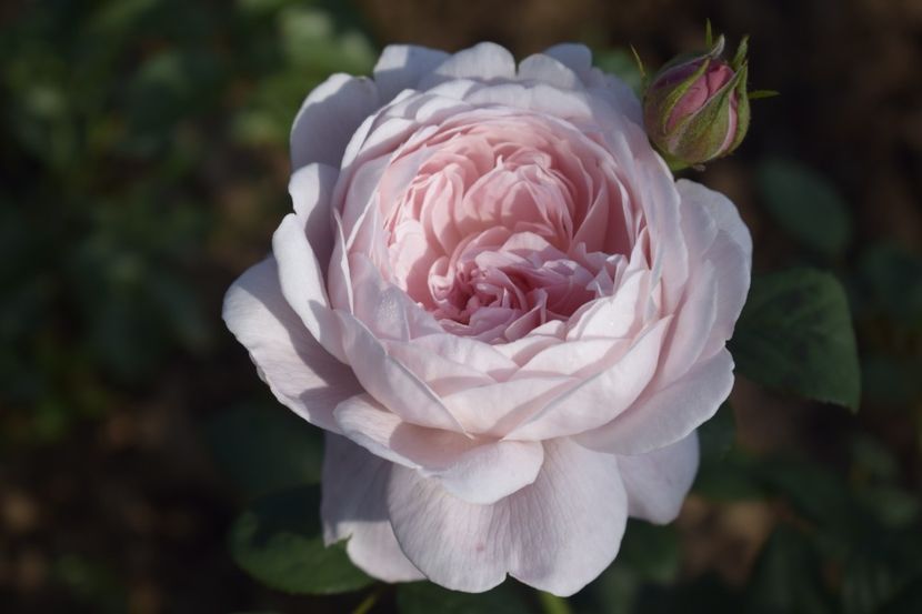 _DSC1659 - TRANDAFIRI PRIMAVARA 2019