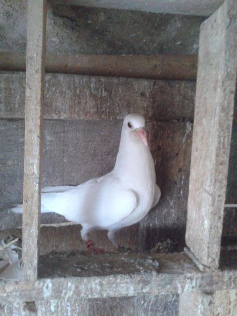 Fotografie0731 - PUI DE VOIAJORI 2019