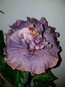 Stormy Day - SEMINTE HIBISCUS