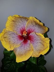 2 - SEMINTE HIBISCUS