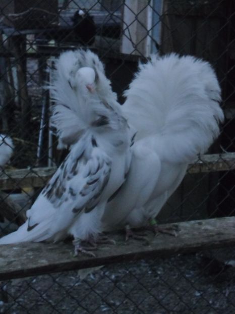 CIMG9886 - a gulerati iacobini