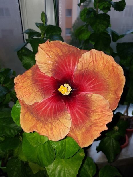 Tahitian Darc Congo - SEMINTE HIBISCUS