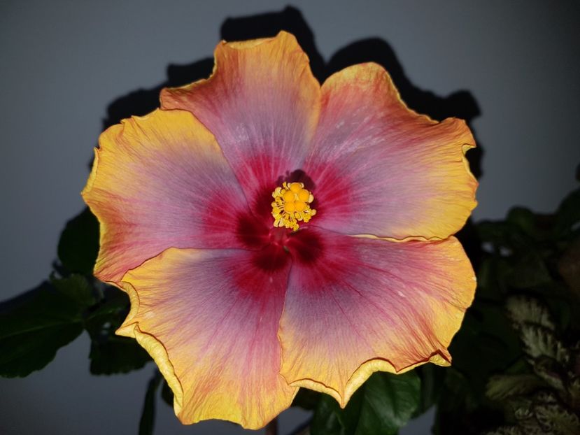 Tahitian Rainbow Passion - SEMINTE HIBISCUS