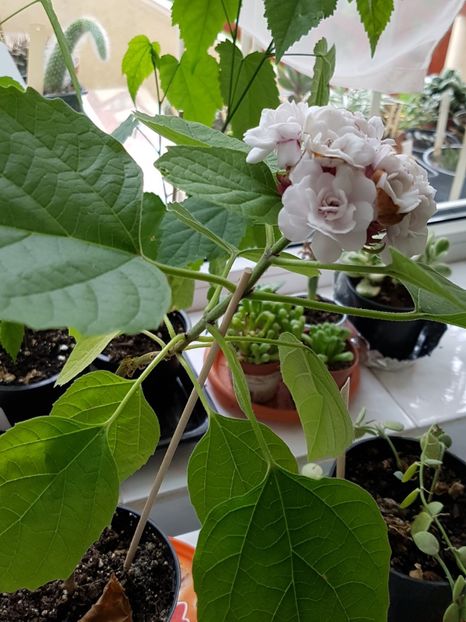  - Clerodendrum fragrans