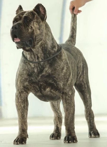  - Vand fac prenotari Pui Presa Dogo Canario din parinti CH Giurgiu