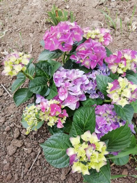 2019-21.05 - Hortensii
