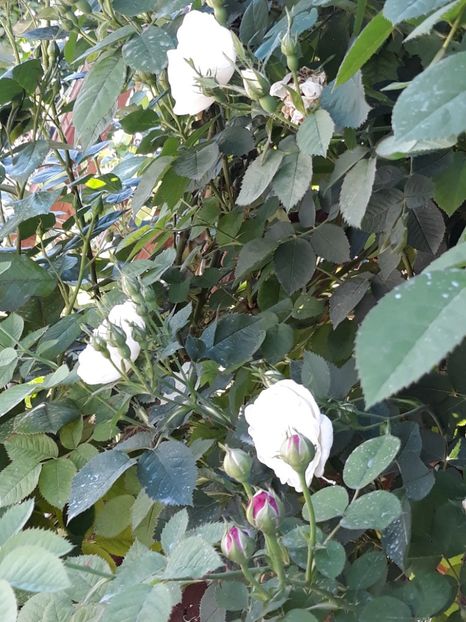  - Rose 2019
