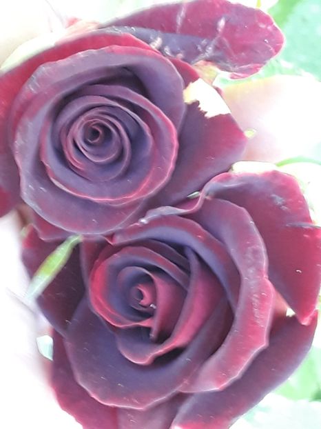  - Rose 2019