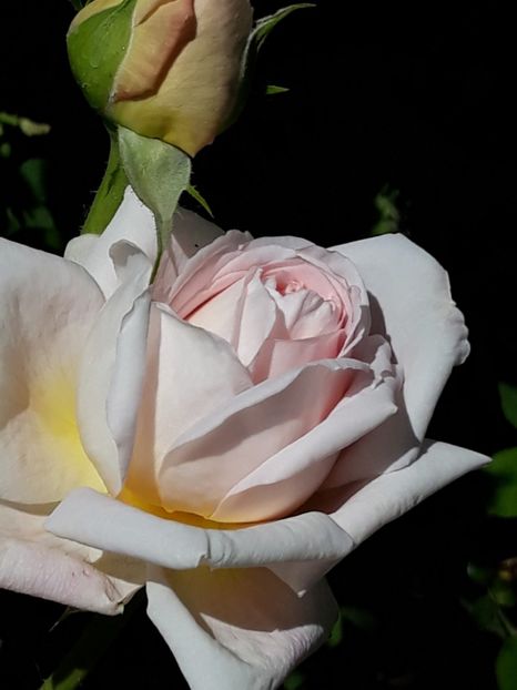  - Rose 2019