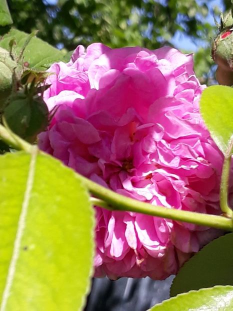  - Rose 2019