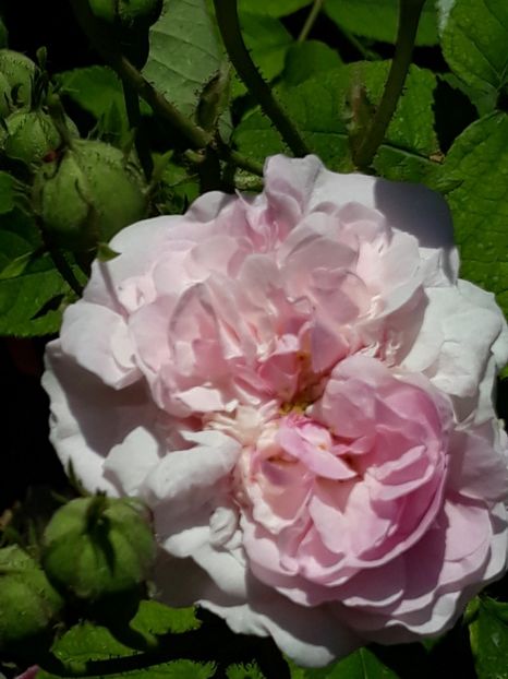  - Rose 2019