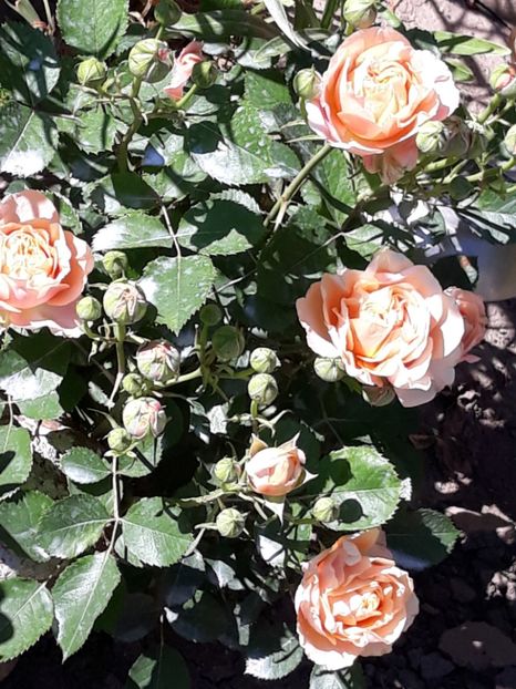  - Rose 2019