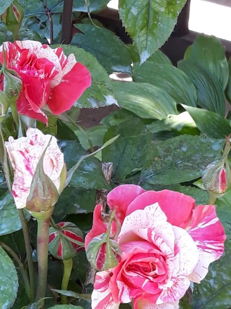  - Rose 2019