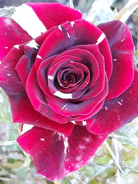  - Rose 2019