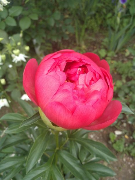 coral charm - Bujori 2019