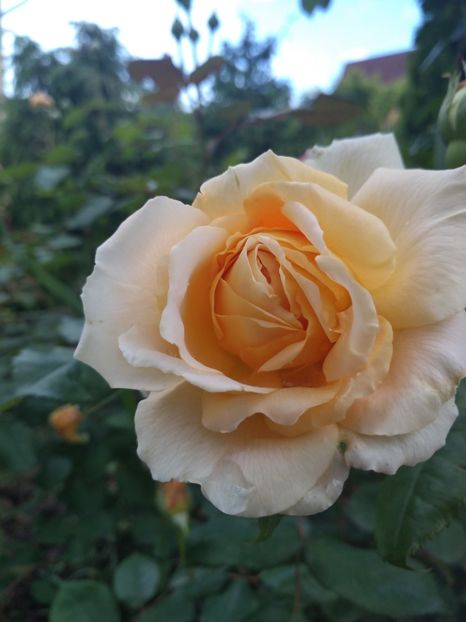 crown princess margareta - Trandafiri 2019