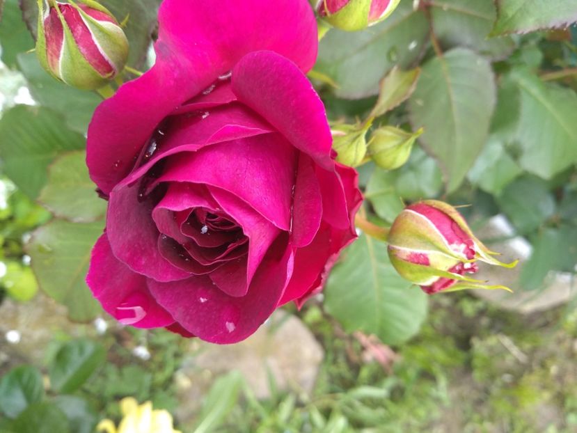 munstead wood - Trandafiri 2019