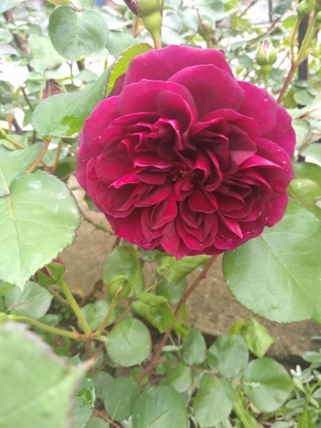 tradescant - Trandafiri 2019