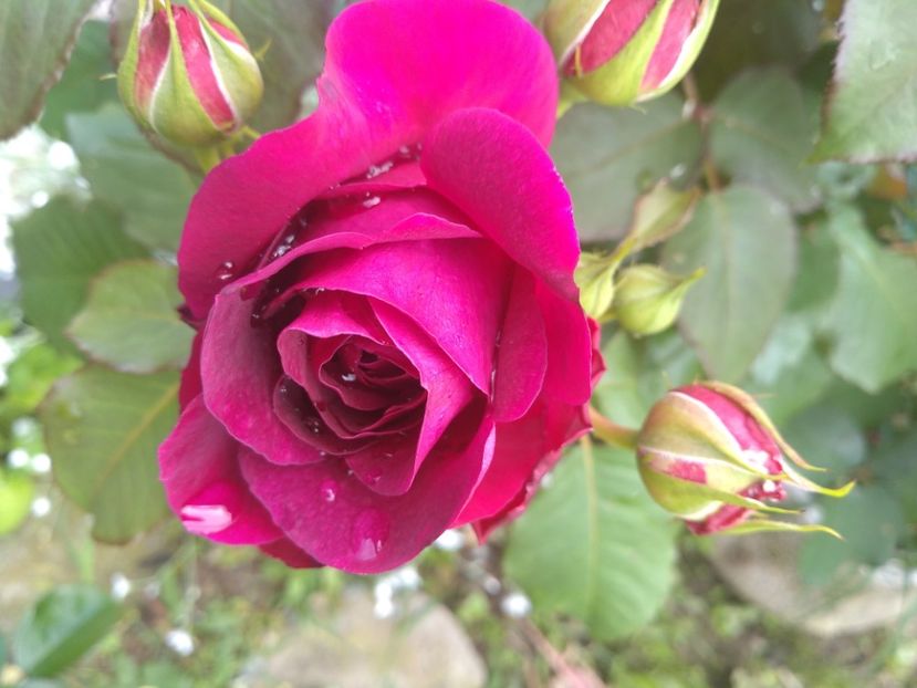 munstead wood - Trandafiri 2019