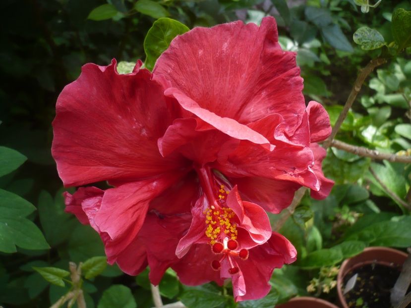 P1410344 - HIBISCUSI 2019-1