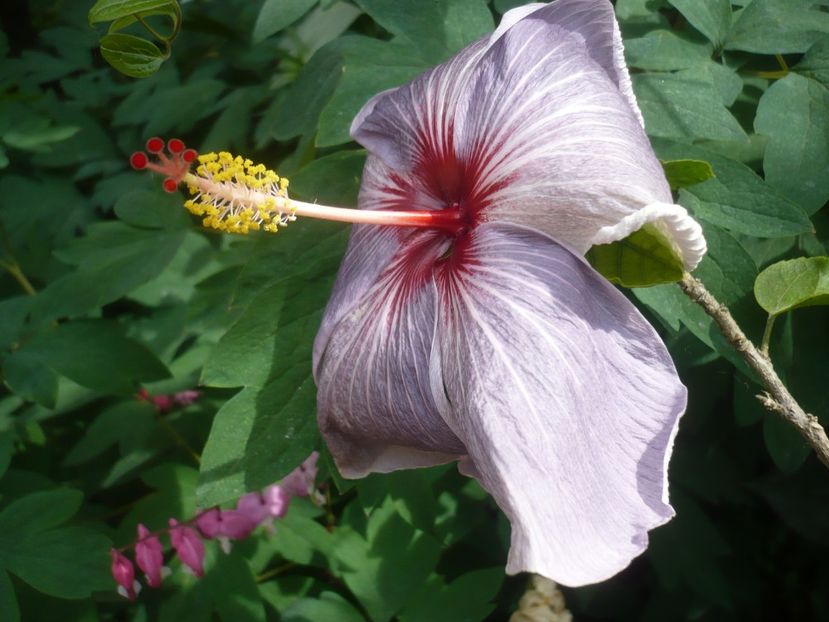 P1410345 - HIBISCUSI 2019-1